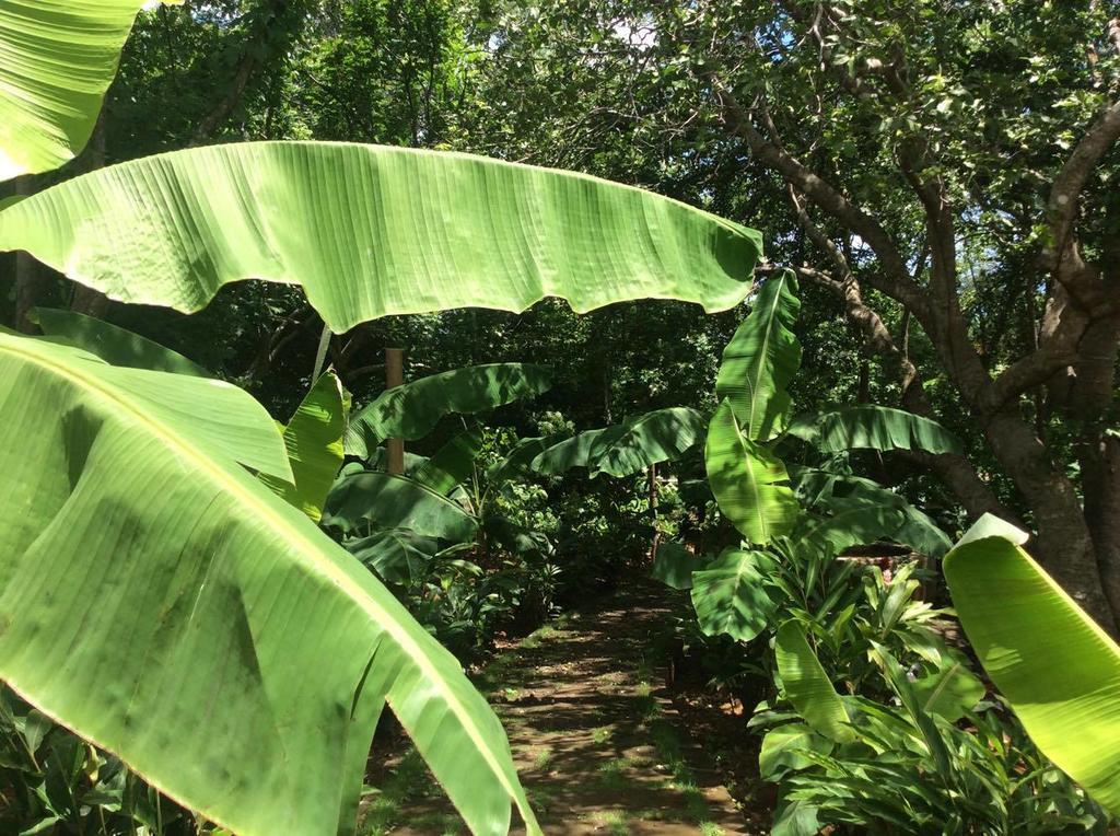 Dreamsea Surf Resort Nicaragua San Juan del Sur Zewnętrze zdjęcie